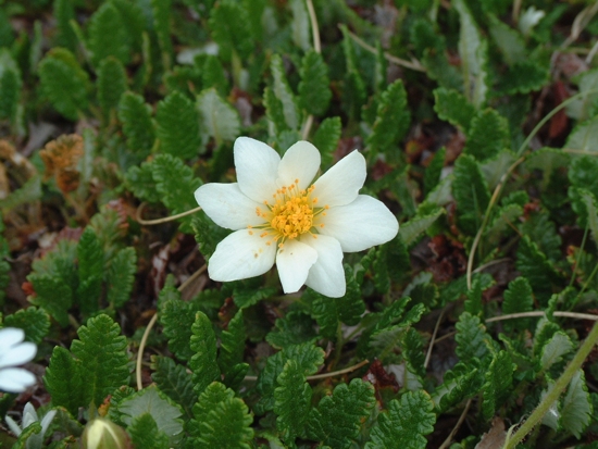 Dryas octopetala / Camedrio alpino